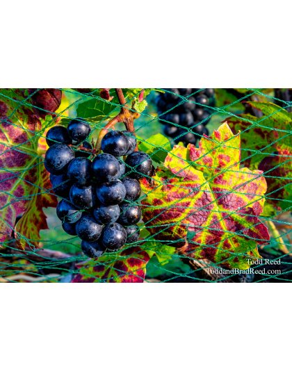 Fruit of the Vine