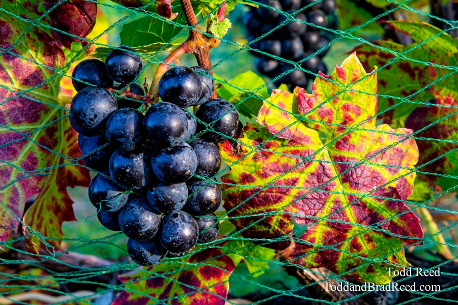 Fruit of the Vine