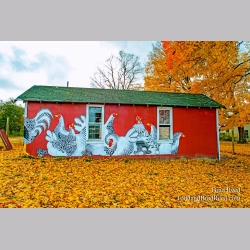 Chicken Coop