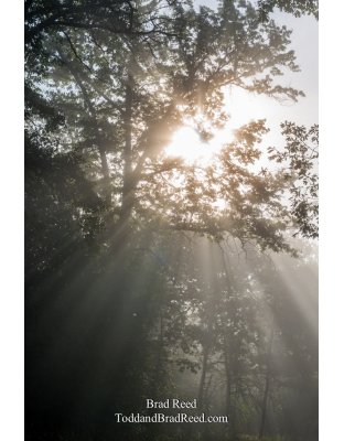 Morning Rays