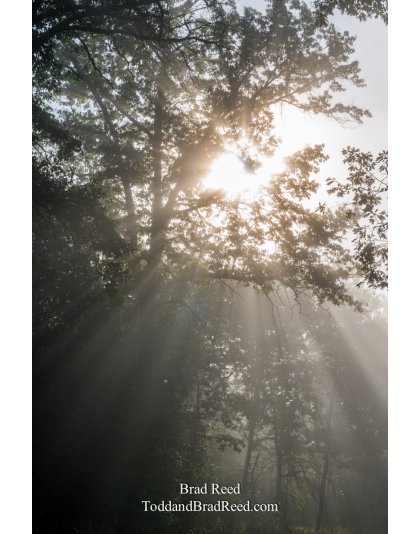 Morning Rays