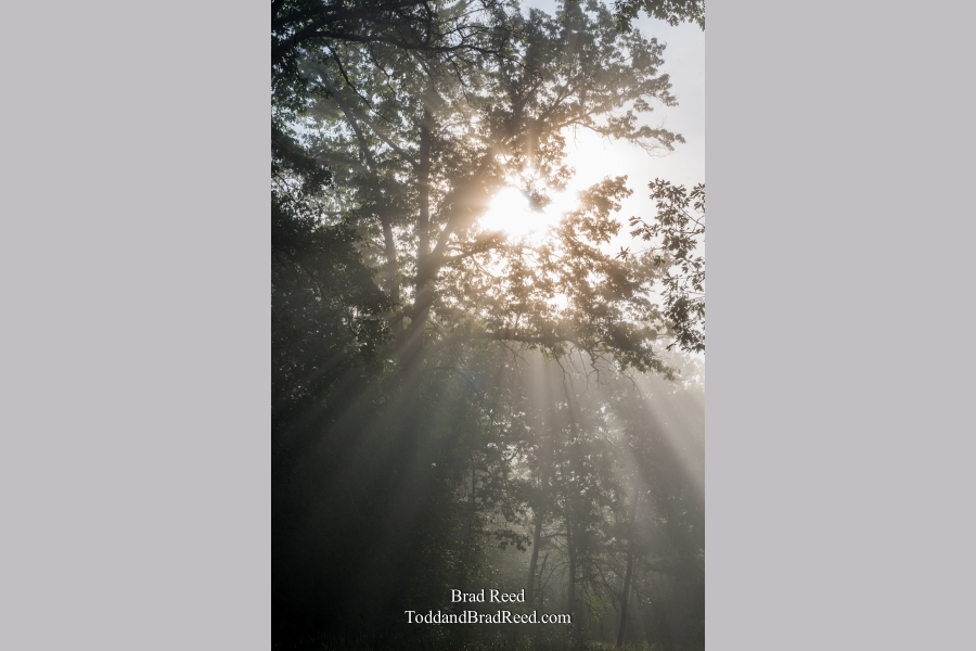 Morning Rays