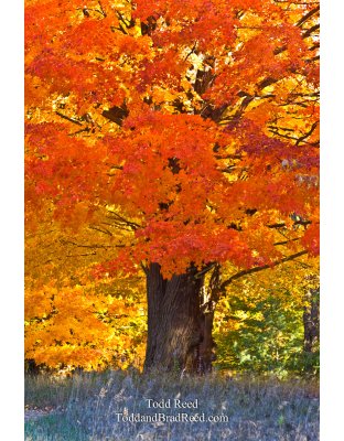 Autumn Majesty
