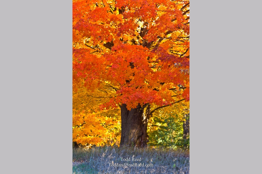 Autumn Majesty