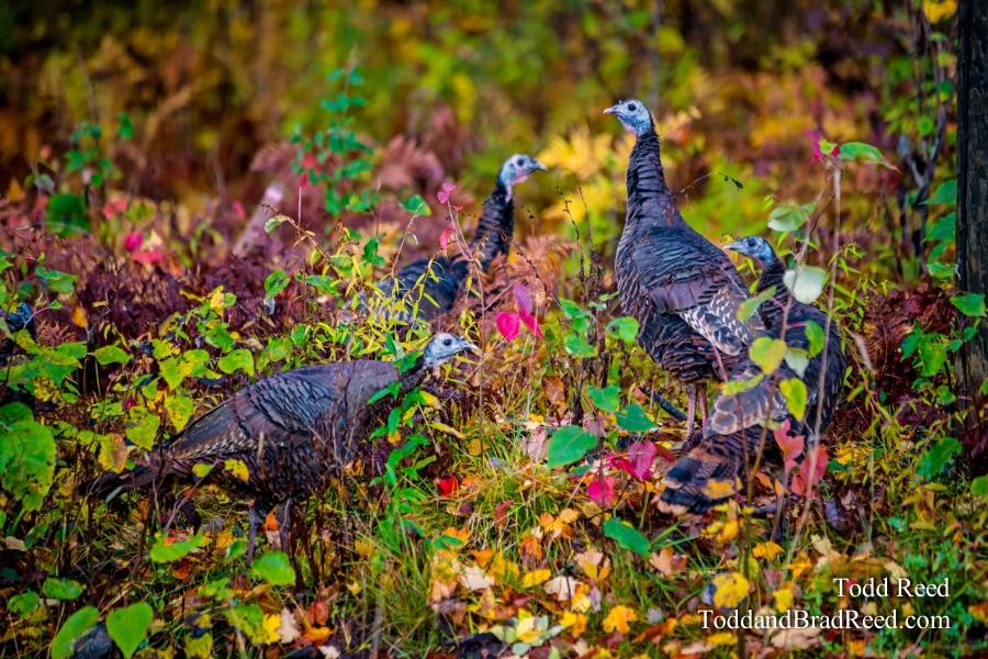 Turkey Time
