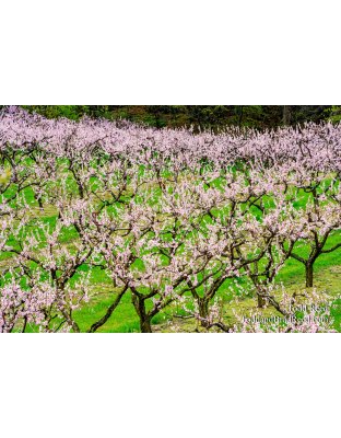Spring Art