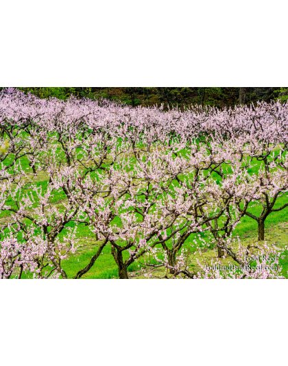 Spring Art