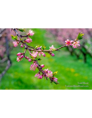 Oceana Blooms
