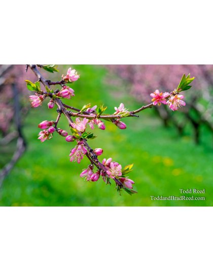 Oceana Blooms