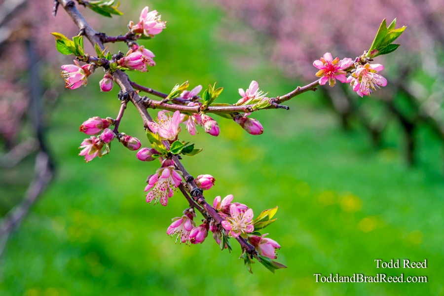 Oceana Blooms