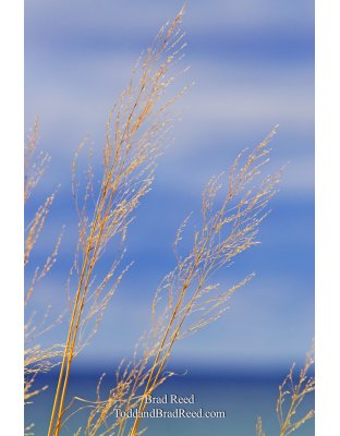 Lake Michigan Breeze