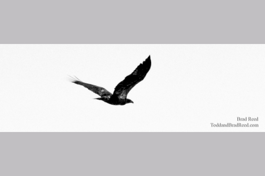 Raptor - Panoramic
