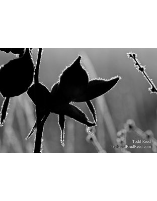 Milkweed on Ice