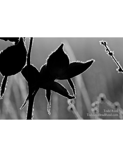 Milkweed on Ice