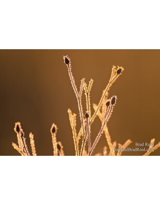 Frosty Sunrise