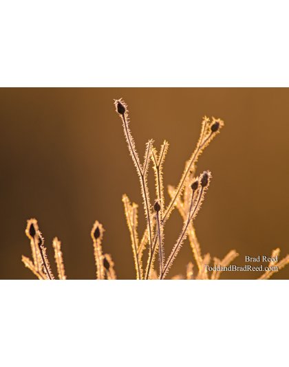Frosty Sunrise