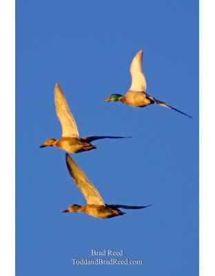 A Golden Flight