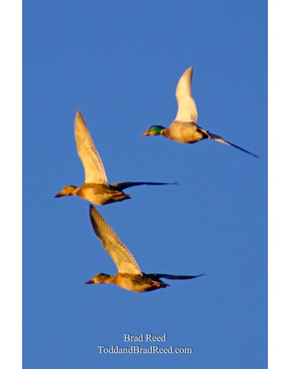 A Golden Flight