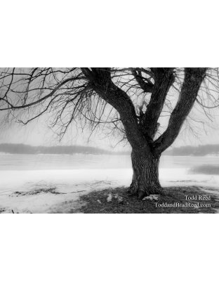 Winter Willow