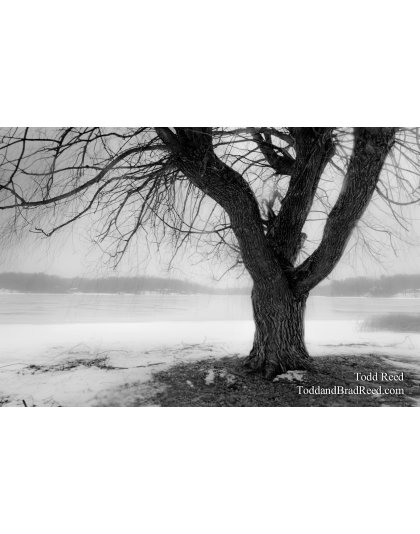 Winter Willow
