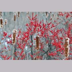 Red Pop
