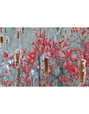 Red Pop