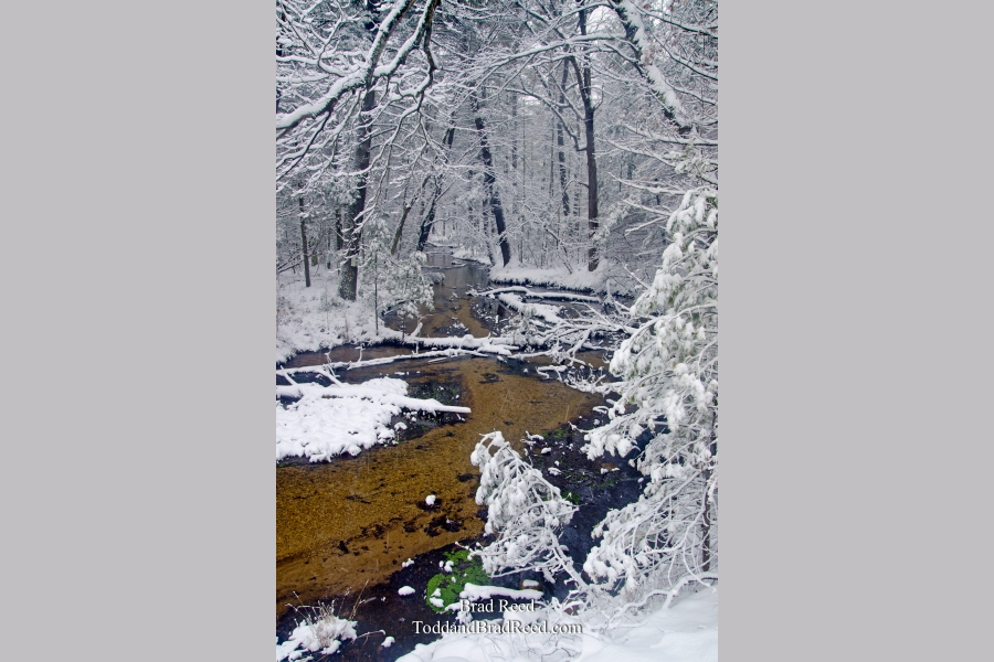 Wingelton Wonderland