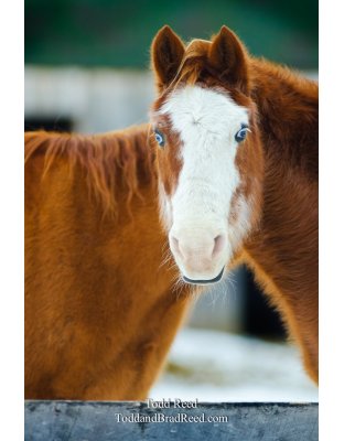 Siamese Horse