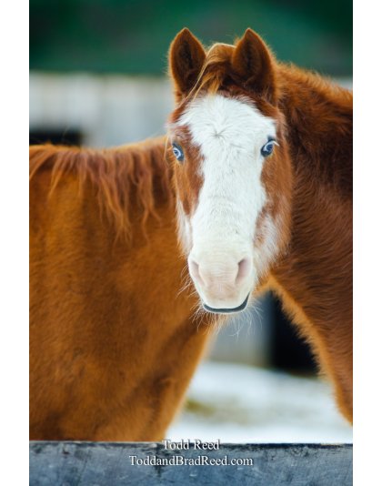 Siamese Horse