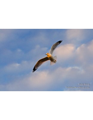 Aerial Artistry