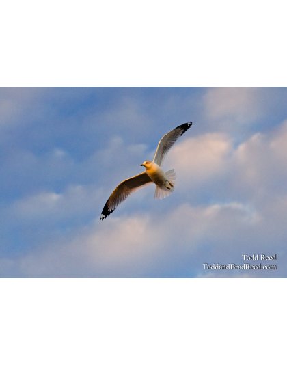 Aerial Artistry