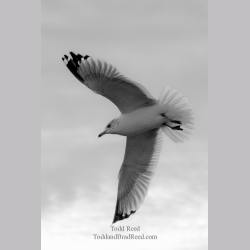 Fanned Out