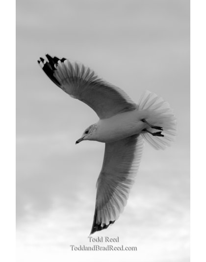 Fanned Out