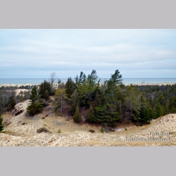 Dune Forest