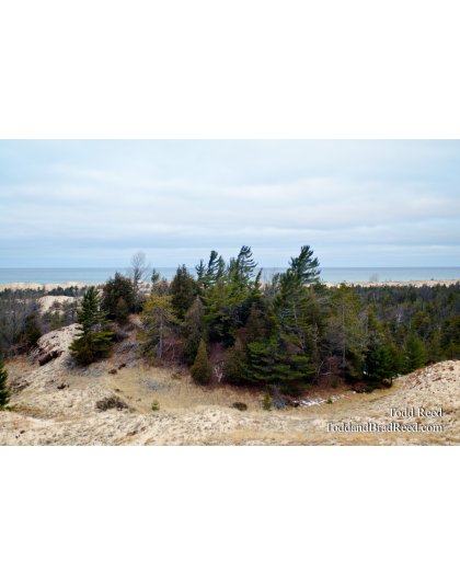 Dune Forest