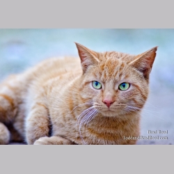 Fat Cat