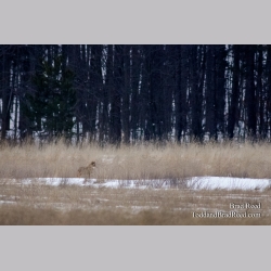 Wily Coyote