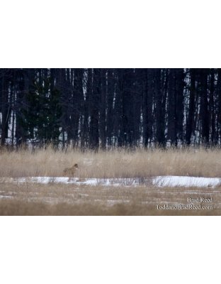 Wily Coyote