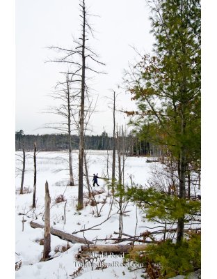 Winters Bog