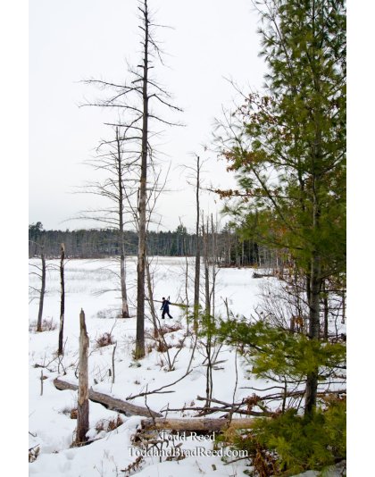 Winters Bog