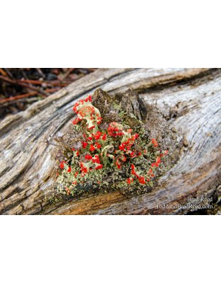 Wilderness Bouquet