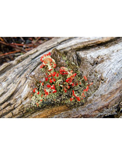 Wilderness Bouquet