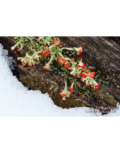 Winter Corsage