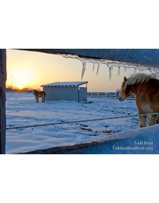 Horses on Ice
