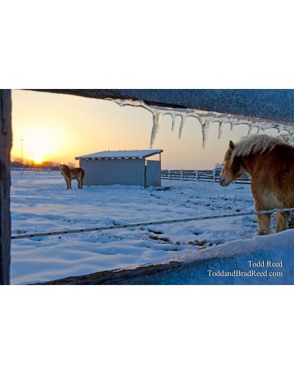 Horses on Ice