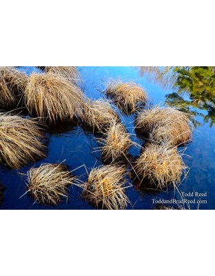 Mop Heads