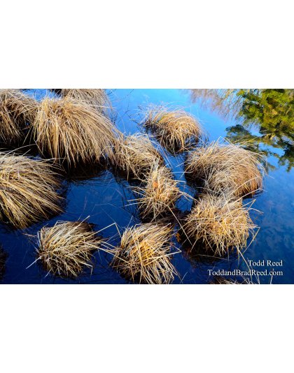 Mop Heads