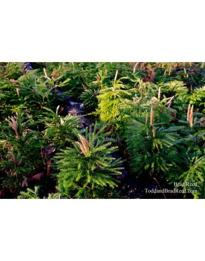 A Miniature Forest