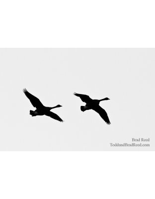 Flying High