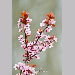 Spring Expression